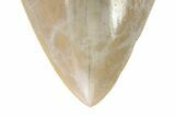 Serrated, Fossil Megalodon Tooth - Indonesia #226251-3